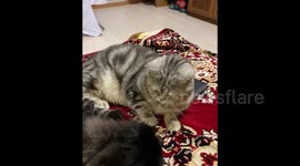 Russia: Cat Rules Out Sharing Couch With Dog