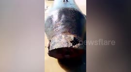 Unexploded WWII bomb dumped on field after being carried away by floods in the Philippines