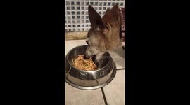 Jack Russell eating Italian Spaghetti like a boss