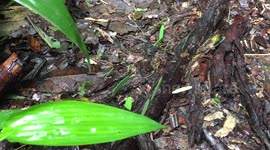 Incredible Leaf Cutter Ants in the Amazon Rain Forest carry bright green leaves on the forest floor