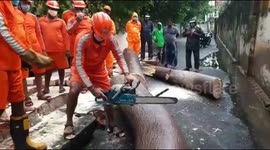 Clear-up begins after Cyclone Nivar tears down trees, power lines in India