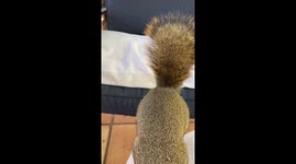 Squirrel with Cat and Me