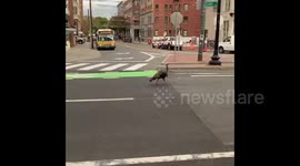 Police chase after wild turkey on Massachusetts street