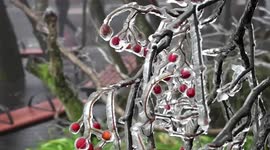 Trees coated in layer of ice turning Chinese city into a winter wonderland