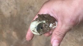 Watch this snake take its first breaths as it hatches in Vietnamese man's hand