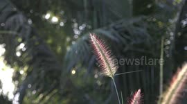 A wild plant gently swaying in early morning sunlight.