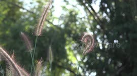 Wild plants gently dancing in the early morning sunlight.