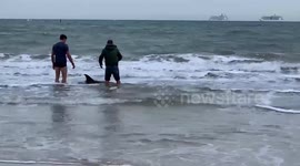 Dolphin stranded on a beach in Poole on England's south coast