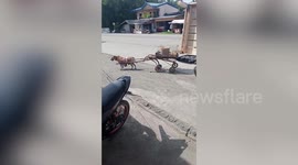 Loyal pet dog mimics a horse by pulling owner's wooden cart in the Philippines