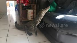 Pet crocodile climbs on sofa for afternoon nap in Mexico