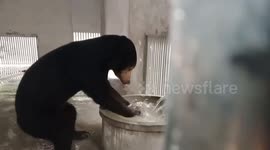 Black Bear Splahes In Water Coming From Tap
