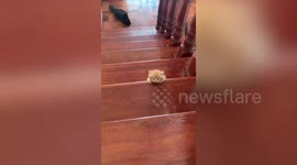Adorable kitten struggles up stairs while following its mother