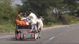 Newly wed couple choose to use bullock cart to move to the bridge groom s home in Southern India