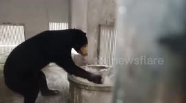 Black Bear has fun splashing in water coming from tap