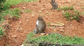 A bunch of hungry monkeys found eating leftover toothpaste at backyard of a house in Melaka Malaysia