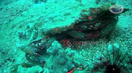 Scuba Diving Ao Nang Krabi Thailand