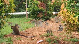 Bunch of cheeky wild monkeys invade house backyard in Malaysia