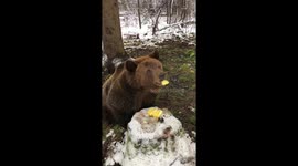 Pineapple feeding the bear