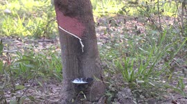 Sap dripping from rubber trees in early morning to the sounds of birds singing.