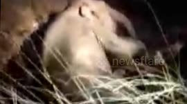 Baby elephant rescued from the well after four hours struggle in eastern India.