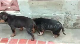 Daring firefighter rescues stranded puppies in wake of Cyclone Nivar in India