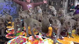 Monkeys go wild for sugary snacks handed out in Lopburi, Thailand