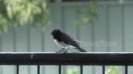 A busy day in the lives of a pair of Willie Wagtails and their babies