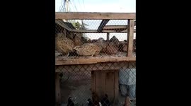 Beautiful birds view