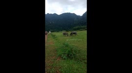 A man in Vietnam risked to prevent two buffaloes from fighting each other