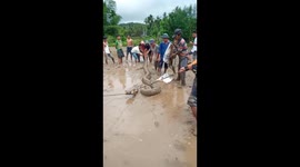 Huge python caught by villagers in West Sumatra in Indonesia