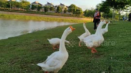 Wild geese fed by kind-hearted visitors in park at Malaysia
