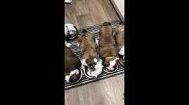 Feeding time for 9 British Bulldog Puppies