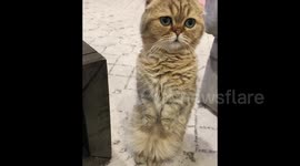 Adorable Cat Misses Dinner After Sleeping In