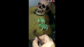 Pet Russian Frogs Fighting For The Food