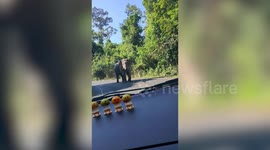 Terrifying moment wild elephant charges at family's car