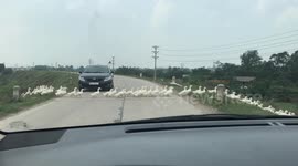 Ducks hold up traffic to cross road in Vietnam