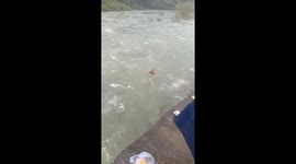 People risks jumping into floodwaters to catch fish in Vietnam