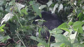 Eating Gorilla Takes a Nap