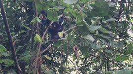 Baby Gorilla Hangs Upside Down From Tree