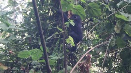 Tree Breaks as Baby Gorilla Swings from it