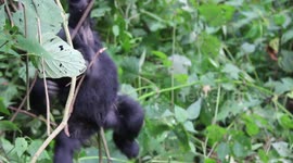 Wild Baby Gorilla Has Fun Swinging a Stick in Uganda Africa Biwindi park