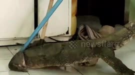 Monitor lizard rescued after rampaging through house in Thailand