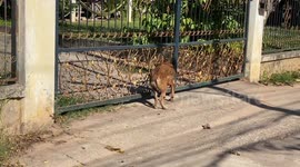 Hapless dog rescued after head gets stuck in metal gate in Thailand
