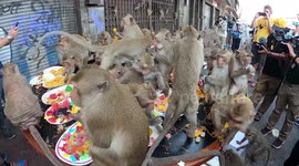 Hundreds of monkeys eat sweet treats at festival in Thailand