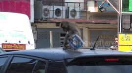 Wild monkeys climb over passing cars at festival in Thailand