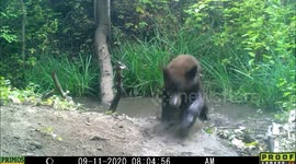Very playful bear