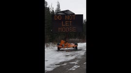 Do not let moose lick your car