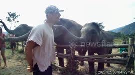 Elephant's feeding in Thailand - Kissed by baby elephant !