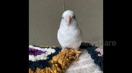 Wiggle, Wiggle, Wiggle! Small bird has big moves with delightful dance