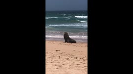 Seal at Sydney's Manly Beach 1st December 2020